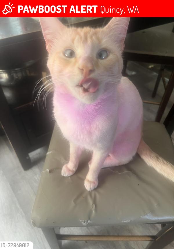 Lost Male Cat last seen quincy washington, Quincy, WA 98848