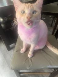 Lost Male Cat last seen quincy washington, Quincy, WA 98848