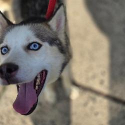 Shelter Stray Male Dog last seen , Philadelphia, PA 19140