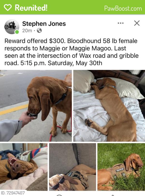Reunited Female Dog last seen Wax road and gribble , Aragon, GA 30104