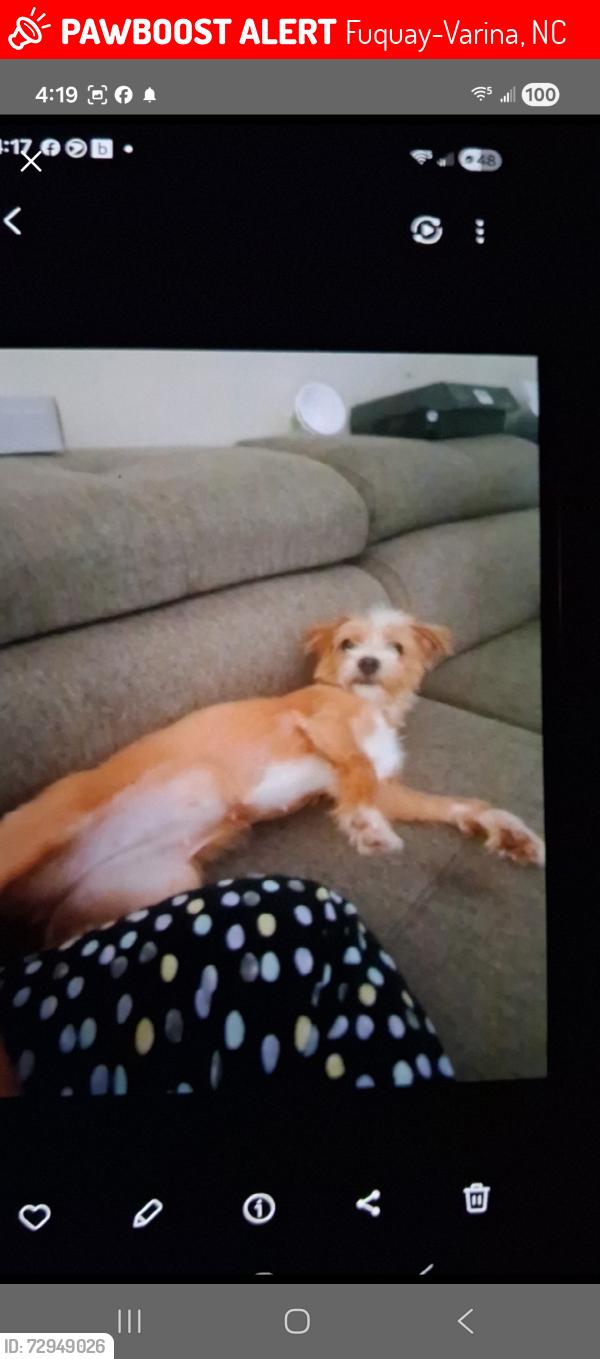 Lost Female Dog last seen Broad st, Fuquay-Varina, NC 27526
