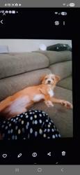 Lost Female Dog last seen Broad st, Fuquay-Varina, NC 27526