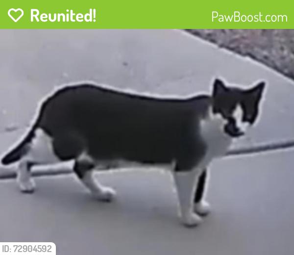 Reunited Unknown Cat last seen Woodstock road and hey 92, Acworth, GA 30102