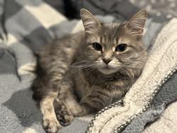 Lost Female Cat last seen Butternut drive. , Barrie, ON 