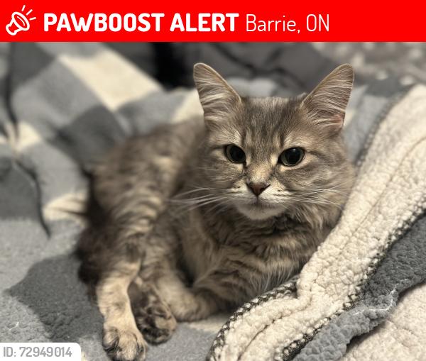 Lost Female Cat last seen Butternut drive. , Barrie, ON 