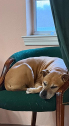 Lost Male Dog last seen J . J Truck Stop 17997 US-380 Ponder, TX 76259, Ponder, TX 76259
