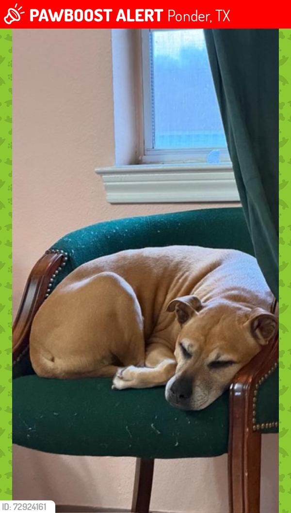 Lost Male Dog last seen J . J Truck Stop 17997 US-380 Ponder, TX 76259, Ponder, TX 76259