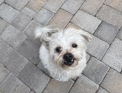Reunited Male Dog last seen Washburn and Cimmaron , Las Vegas, NV 89149