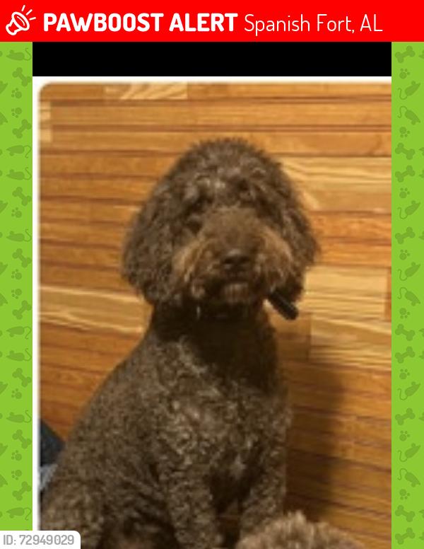 Lost Female Dog last seen Churchill , Spanish Fort, AL 36527