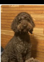 Lost Female Dog last seen Churchill , Spanish Fort, AL 36527