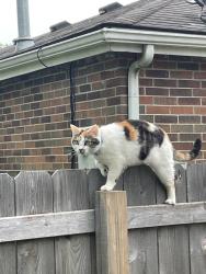 Lost Female Cat last seen NE Pollard St, St. Anne’s Episcopal Church, RSVP Productions, and Meadow Lane Elementary., Lee's Summit, MO 64086