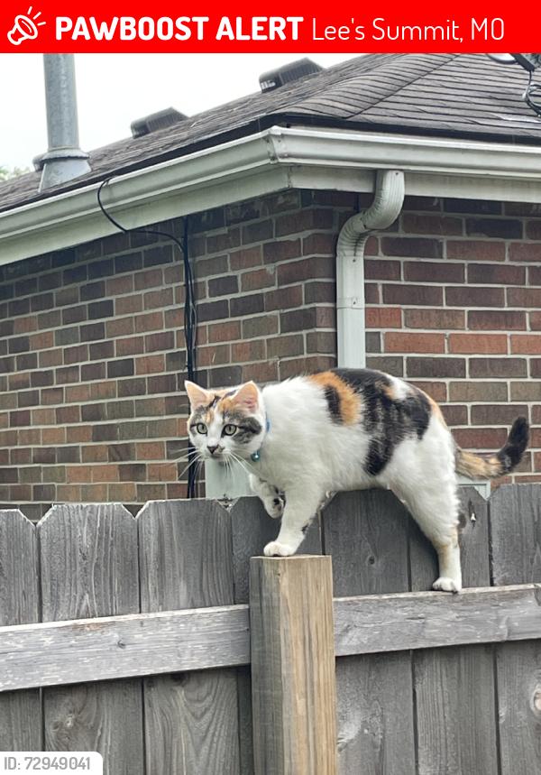 Lost Female Cat last seen NE Pollard St, St. Anne’s Episcopal Church, RSVP Productions, and Meadow Lane Elementary., Lee's Summit, MO 64086