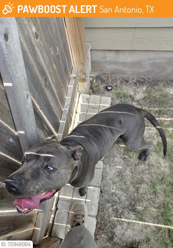 Found/Stray Male Dog last seen Reeves loop, San Antonio, TX 78253