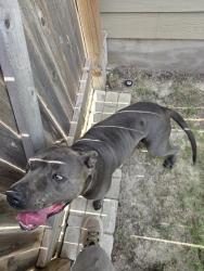 Found/Stray Male Dog last seen Reeves loop, San Antonio, TX 78253