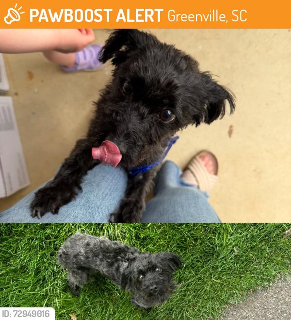 Found/Stray Female Dog last seen Cherokee Dr., Greenville, SC, Greenville, SC 29615