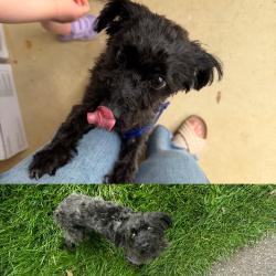 Found/Stray Female Dog last seen Cherokee Dr., Greenville, SC, Greenville, SC 29615