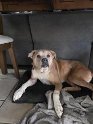 Reunited Male Dog last seen Weybridge and Brandyridge, San Antonio, TX 78250