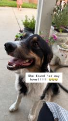 Reunited Female Dog last seen 19th and Euclid , Upland, CA 91784