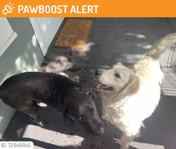 Found/Stray Male Dog last seen Caramillo and Weber -Old North End, Colorado Springs, CO 80907