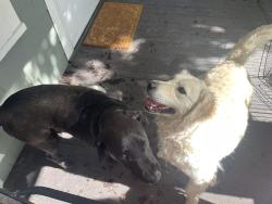 Found/Stray Male Dog last seen Caramillo and Weber -Old North End, Colorado Springs, CO 80907