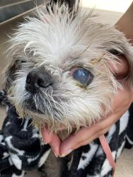 Found/Stray Male Dog last seen CR 122 near Redbud, Round Rock, TX 78664