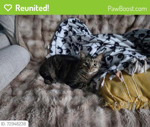 Reunited Female Cat last seen Division street and Kingston Avenue, Lisle, IL 60532