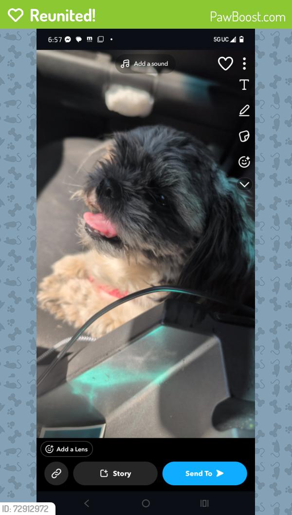 Reunited Female Dog last seen Chama and copper , Albuquerque, NM 87108