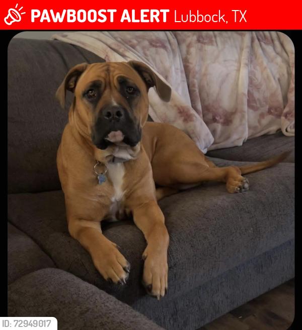 Lost Female Dog last seen 38th and utica/ 45 and salem, Lubbock, TX 79414