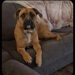 Lost Female Dog last seen 38th and utica/ 45 and salem, Lubbock, TX 79414