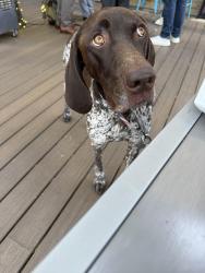 Reunited Male Dog last seen Autumn lake neighborhood , Bryan, TX 77807