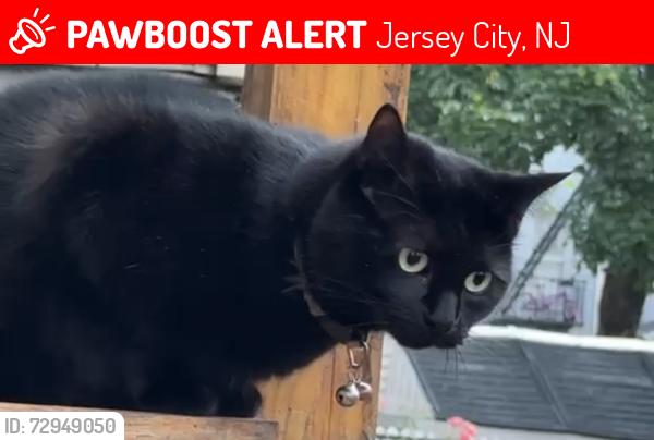 Lost Male Cat last seen Near north street , Jersey City, NJ 07307