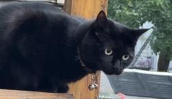 Lost Male Cat last seen Near north street , Jersey City, NJ 07307