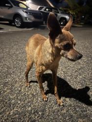 Found/Stray Male Dog last seen Belleaire Street, Oceanside, CA 92054