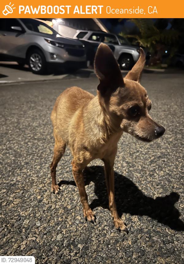 Found/Stray Male Dog last seen Belleaire Street, Oceanside, CA 92054