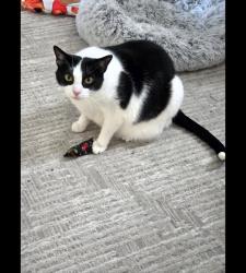Reunited Male Cat last seen Albany, Chicago, IL 60625