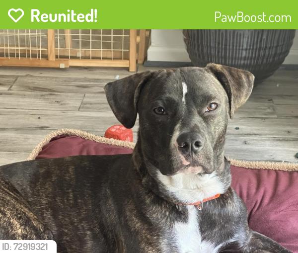 Reunited Male Dog last seen Boulder Run Trail, DeKalb County, GA 30294