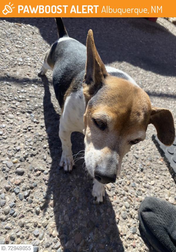 Found/Stray Male Dog last seen Kathryn and Alvarado 87108, Albuquerque, NM 87108