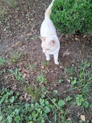 Found/Stray Male Cat last seen Merrimac/Monte Vista , Winston-Salem, NC 27105