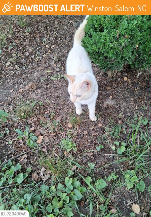 Found/Stray Male Cat last seen Merrimac/Monte Vista , Winston-Salem, NC 27105