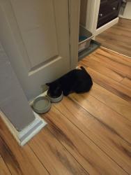 Reunited Female Cat last seen In His image Cristian Academy, Marietta, GA 30008