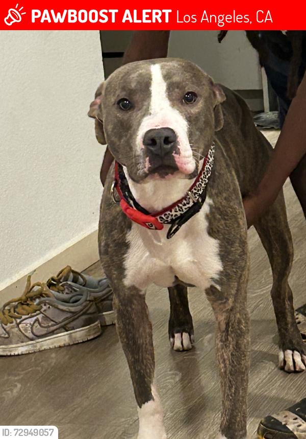 Lost Male Dog last seen Los Angeles, Los Angeles, CA 90034
