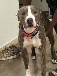 Lost Male Dog last seen Los Angeles, Los Angeles, CA 90034