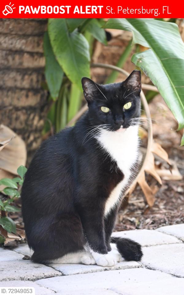 Lost Female Cat last seen 16th St N and 22nd Ave N, St. Petersburg, FL 33713