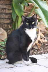 Lost Female Cat last seen 16th St N and 22nd Ave N, St. Petersburg, FL 33713