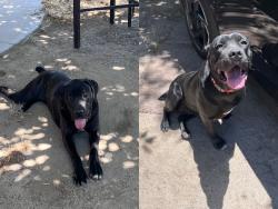 Found/Stray Female Dog last seen Phelan rd and valle vista rd, Phelan, CA 92371