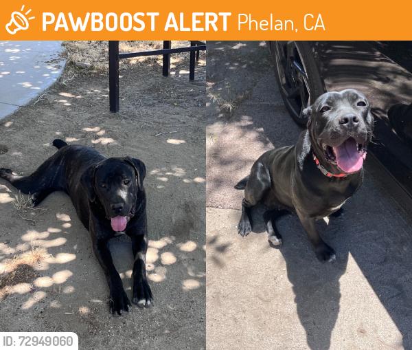 Found/Stray Female Dog last seen Phelan rd and valle vista rd, Phelan, CA 92371