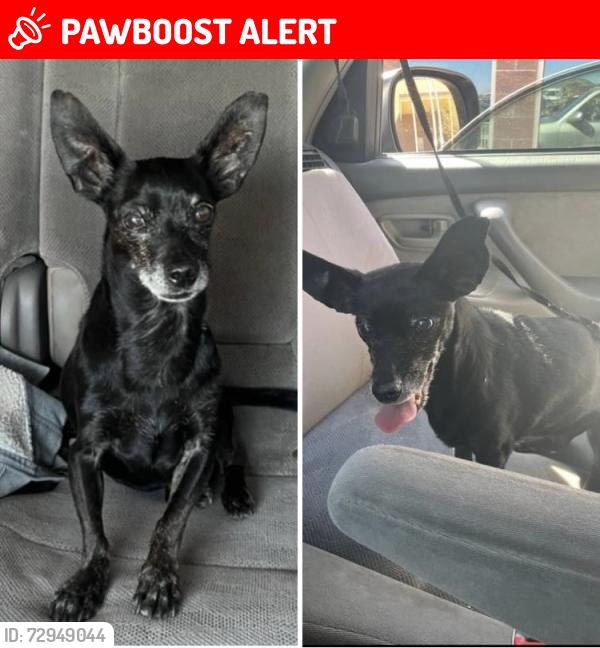 Lost Male Dog last seen Cerrado Dr & Vista Grande or Casa Del Oro & Balsa, or the Pueblo Canyon greenbelt trail, Eldorado at Santa Fe, NM 87508