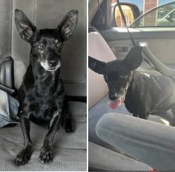 Lost Male Dog last seen Cerrado Dr & Vista Grande or Casa Del Oro & Balsa, or the Pueblo Canyon greenbelt trail, Eldorado at Santa Fe, NM 87508