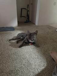 Reunited Male Dog last seen S Veach Ave, Manteca, CA 95337, USA, Manteca, CA 95337