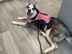 Found/Stray Male Dog last seen Deerwood Lake Area, Jacksonville, FL 32246